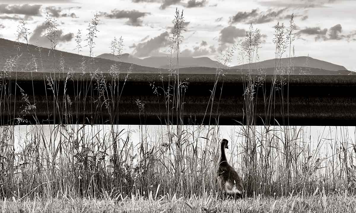 Black and White photo of Ashokan Reservoir by Lanvi Nguyen